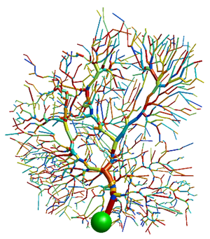 Neurons